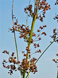 Attēlu rezultāti vaicājumam “Cladium mariscus fruit”