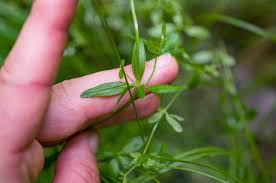 Attēlu rezultāti vaicājumam “Galium elongatum flower”