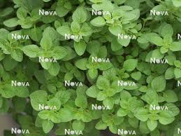 Attēlu rezultāti vaicājumam “Origanum vulgare”