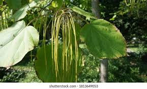Attēlu rezultāti vaicājumam “Catalpa ovata fruit”