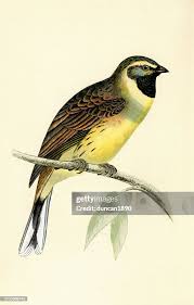 Image result for Emberiza cirlus