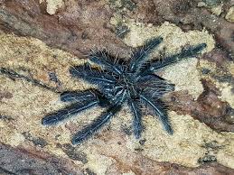 Attēlu rezultāti vaicājumam “Lamproderma nigrescens”