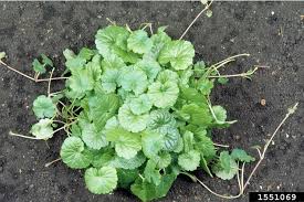 Attēlu rezultāti vaicājumam “Glechoma hederacea leaf”