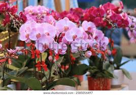 Attēlu rezultāti vaicājumam “Orchidaceae”