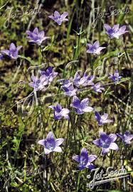 Image result for Campanula patula