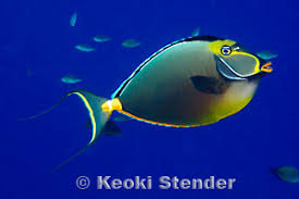 Image result for Naso lituratus