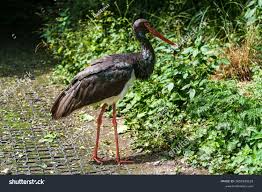 Attēlu rezultāti vaicājumam “Ciconia nigra”