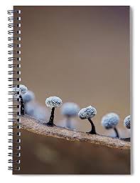 Attēlu rezultāti vaicājumam “Didymium nigripes young”