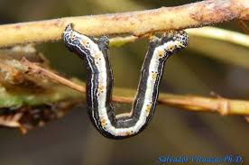 Attēlu rezultāti vaicājumam “Geometridae”