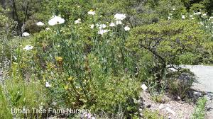 Image result for Romneya coulteri