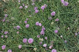 Attēlu rezultāti vaicājumam “Allium scorodoprasum leaf”