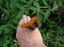 Image result for Papilionoidea