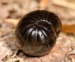 Attēlu rezultāti vaicājumam “Myriapoda”