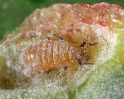 Attēlu rezultāti vaicājumam “Thecabius affinis”