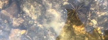 Attēlu rezultāti vaicājumam “Isoetes lacustris leaf”