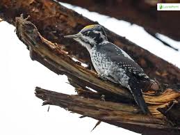 Attēlu rezultāti vaicājumam “Picoides tridactylus adult”