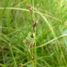 Attēlu rezultāti vaicājumam “Carex disperma”