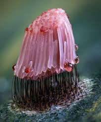 Attēlu rezultāti vaicājumam “Stemonitis splendens macro”
