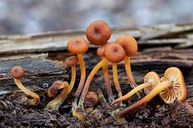 Attēlu rezultāti vaicājumam “Xeromphalina campanella”