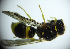 Attēlu rezultāti vaicājumam “Ancistrocerus sp. male”