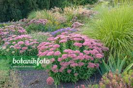 Attēlu rezultāti vaicājumam “Hylotelephium telephium”