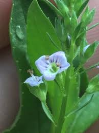 Attēlu rezultāti vaicājumam “Veronica anagallis-aquatica”