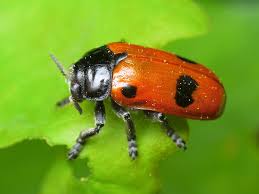 Attēlu rezultāti vaicājumam “Clytra quadripunctata”