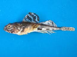 Image result for Myoxocephalus octodecemspinosus