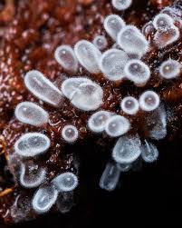 Attēlu rezultāti vaicājumam “Physarum cf. diderma sessile”