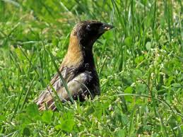 Image result for Dolichonyx oryzivorus