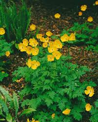 Image result for Scheinmohn