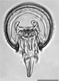 Attēlu rezultāti vaicājumam “Ommatoiulus vilnensis”