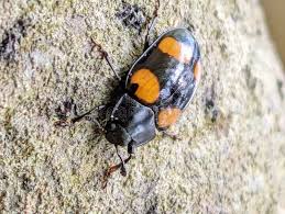 Attēlu rezultāti vaicājumam “Endomychidae”