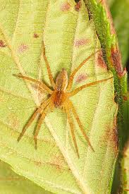 Attēlu rezultāti vaicājumam “Pisauridae”