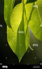 Attēlu rezultāti vaicājumam “Salix pentandra leaf”