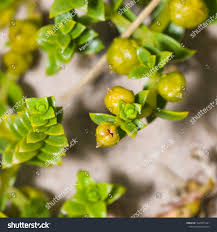Attēlu rezultāti vaicājumam “Honckenya peploides bud”