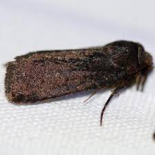 Attēlu rezultāti vaicājumam “Phragmatobia fuliginosa imago”