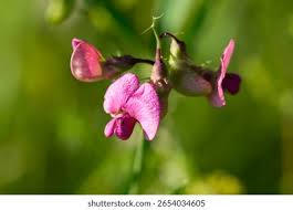 Attēlu rezultāti vaicājumam “Lathyrus sylvestris flower”