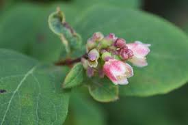 Attēlu rezultāti vaicājumam “Symphoricarpos x chenaultii”