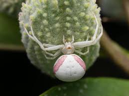 Image result for crab spider