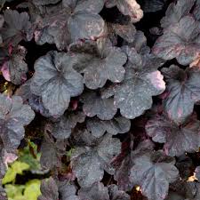Image result for Heuchera `Midnight Rose`