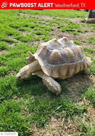 Attēlu rezultāti vaicājumam “Licea chelonoides”