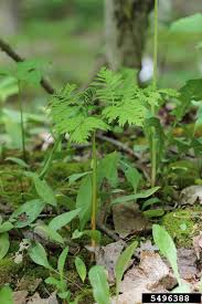 Attēlu rezultāti vaicājumam “Botrychium virginianum”