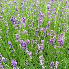 Attēlu rezultāti vaicājumam “Lavandula angustifolia”