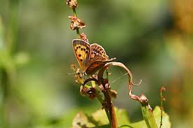 Attēlu rezultāti vaicājumam “Lycaena virgaureae underside”