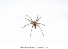 Attēlu rezultāti vaicājumam “Neriene montana”