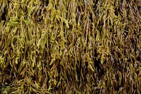 Attēlu rezultāti vaicājumam “Pterigynandrum filiforme”