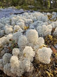 Attēlu rezultāti vaicājumam “Cladonia stellaris”