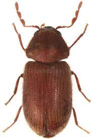 Attēlu rezultāti vaicājumam “Anobiidae”