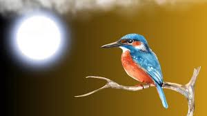 Attēlu rezultāti vaicājumam “Alcedo atthis nest”